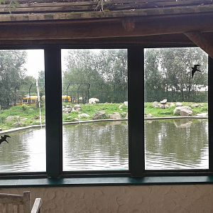 Polar bear enclosure