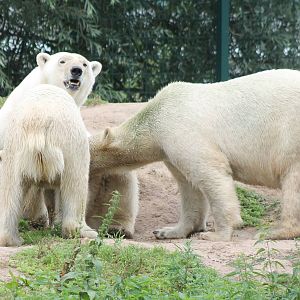 Polar bears