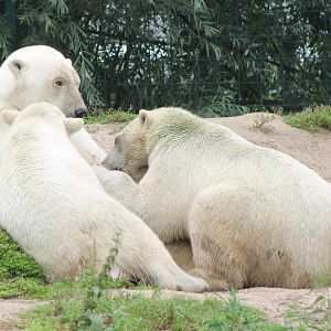 Polar bears