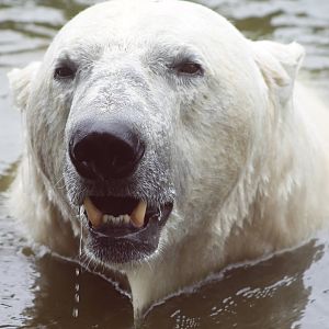 Polar bear