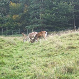Fallow Deer