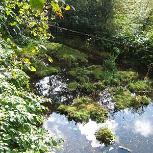 View of part of Giant Otter enclosure