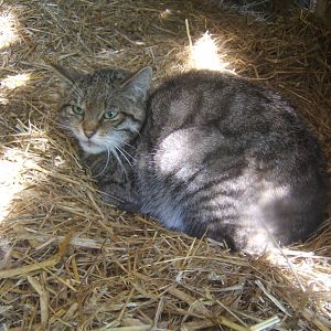 Scottish Wild Cat