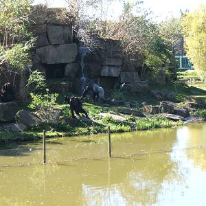 Gorillas on the Island