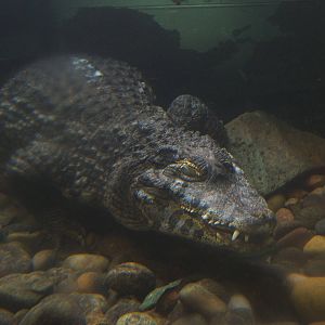 Yacare Caiman