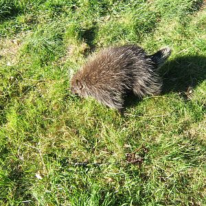 North American Tree Porcupine