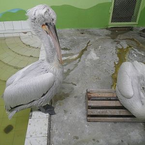 Dalmatian pelicans indoors