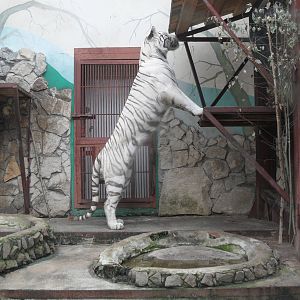 Rearing white tiger