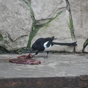 Magpie vs. Tiger Food