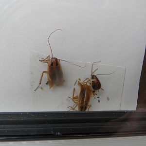 German cockroaches in the elephant house