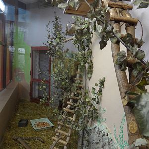 Southern coati exhibit