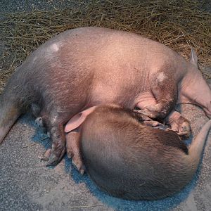 Mother & daughter aardvarks