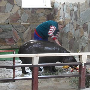 Hippos need to be fondled too