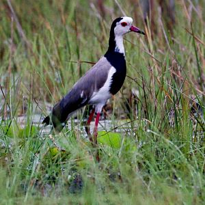 Long-toed Lapwing