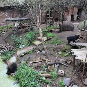 Buin Zoo - Malayan Sun Bear Exhibit