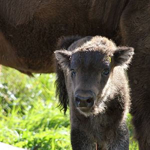 A little boy named Avgandalf, born 17 sept