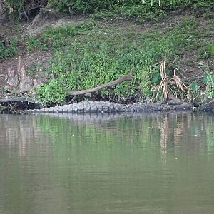 American Alligator on the Lake at Gatorland