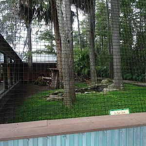 Panther Springs - Panther Exhibit at Gatorland