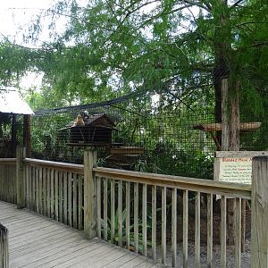 Raccoon Exhibit at Gatorland