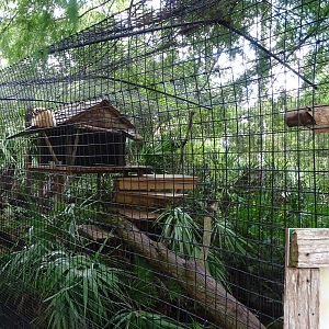 Raccoon Exhibit at Gatorland
