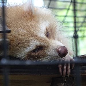 Blonde Raccoon at Gatorland
