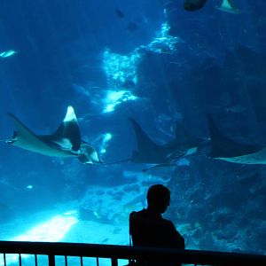 Open Ocean - Reef Manta