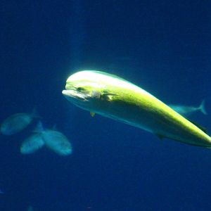 Open Ocean - Mahi-Mahi