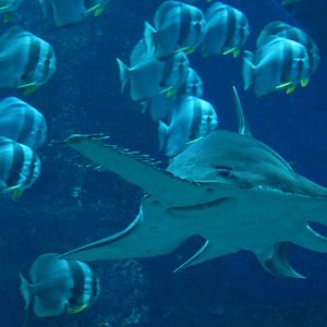 Open Ocean - Largetooth Sawfish