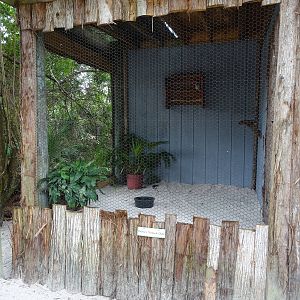 Eastern Screech Owl Exhibit at Gatorland