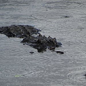 American Alligator in the Breeding Marsh at Gatorland