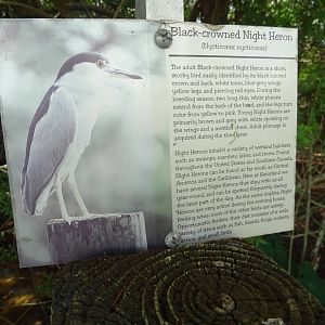 Breeding Marsh Bird Signage at Gatorland