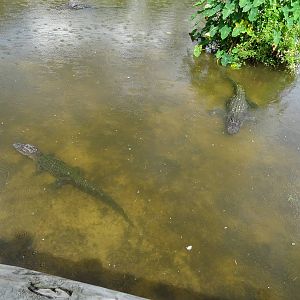American Alligators in the Breeding Marsh at Gatorland