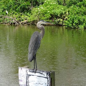 Great Blue Heron at Gatorland