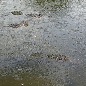 American Alligators in the Breeding Marsh at Gatorland