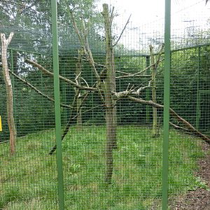 philippine palm civet - exhibit- Zoo Plzen