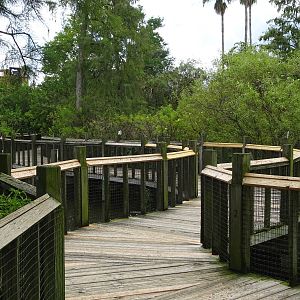 Breeding Marsh Walkway at Gatorland