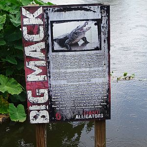 Former Wrestling Alligator Sign on the Breeding Marsh at Gatorland
