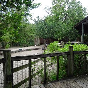 Emu Exhibit at Gatorland