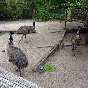 Emu Exhibit at Gatorland