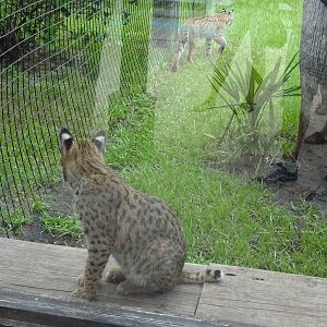 Bobcats at Gatorland