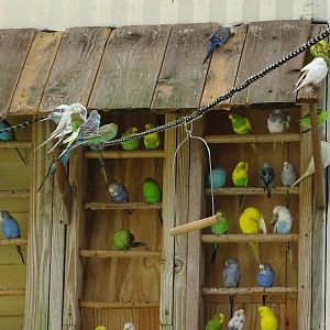 Walk-In Budgerigar Aviary at Gatorland