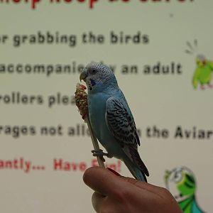 Feeding a Budgerigar at Gatorland