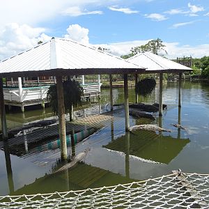 Alligator Enclosure at Gatorland