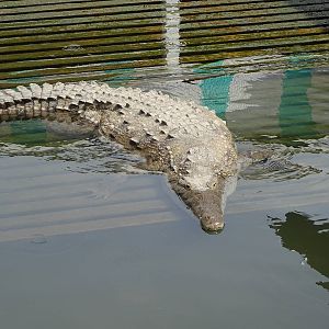 American Crocodile at Gatorland