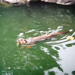 Eurasian otter (2006)
