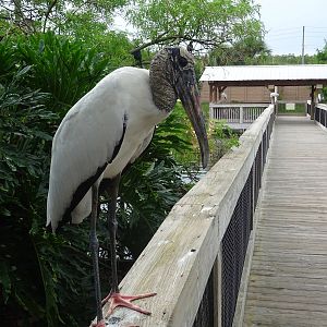 Wood Stork at Gatorland