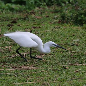 Little Egret - wild bird