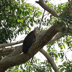 Hooded Vulture - wild bird