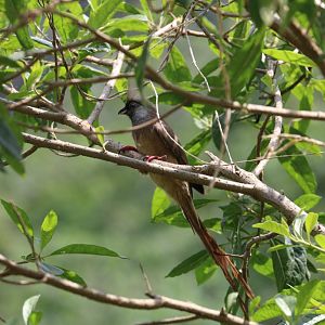 Speckled Mousebird - wild bird