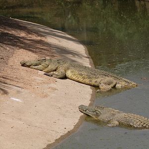 Nile Crocodile